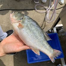 W�߉�ȥ�~�[�Cȥ���~�[98%�����~Ƥ�����t�~�N��חlȥ�[�C���[�C