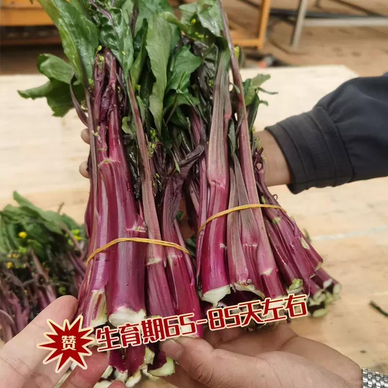 中研红菜苔种子 农田菜园种植生长强势菜苔粗壮叶子小红菜苔种籽