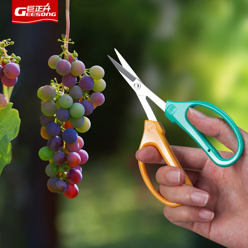 Venta directa de fábrica tijeras de árbol de frutas de uva recoger agua frutas y verduras florales tijeras de poda de jardín tijeras de reparación de acero inoxidable