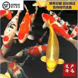 �^�p�~�ձ��t�״�����Ʒ�M����ɫ���~�Bֳ�O��ֱ�l�\�����N����ɫ