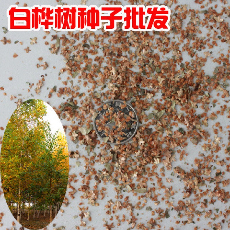 防风北方种植白桦树种子 白桦种子 粉桦 桦皮树 工程绿化种子