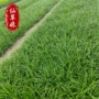 绿化小区花苗发带麦冬草