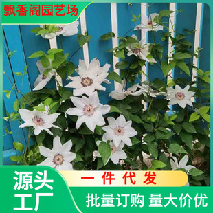 Qingshan Clematis Potted Climbing Vine Plant Large Seedling White Single-Petaled Large-Flowered Vine Flower Thornless Climbing Heat-Resistant