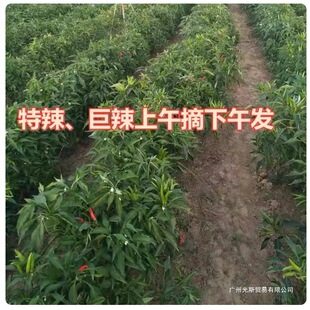 5�����r��С�׽������Fժ�r��С�⽷���콷�ݽ���ɫ�������]���l