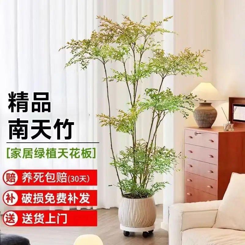 고품질 0.81- 1.01m 미세한 오래된 더미 2-3 머리