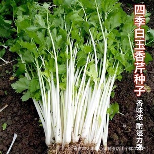 �ļ������۷N�Ӵ���������ѰחU�׹��۲˷N���͟�߮a�߲˷N��