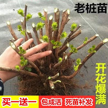 绣球花苗老桩大苗耐寒四季开花易活夏变色庭院阳台盆栽植物