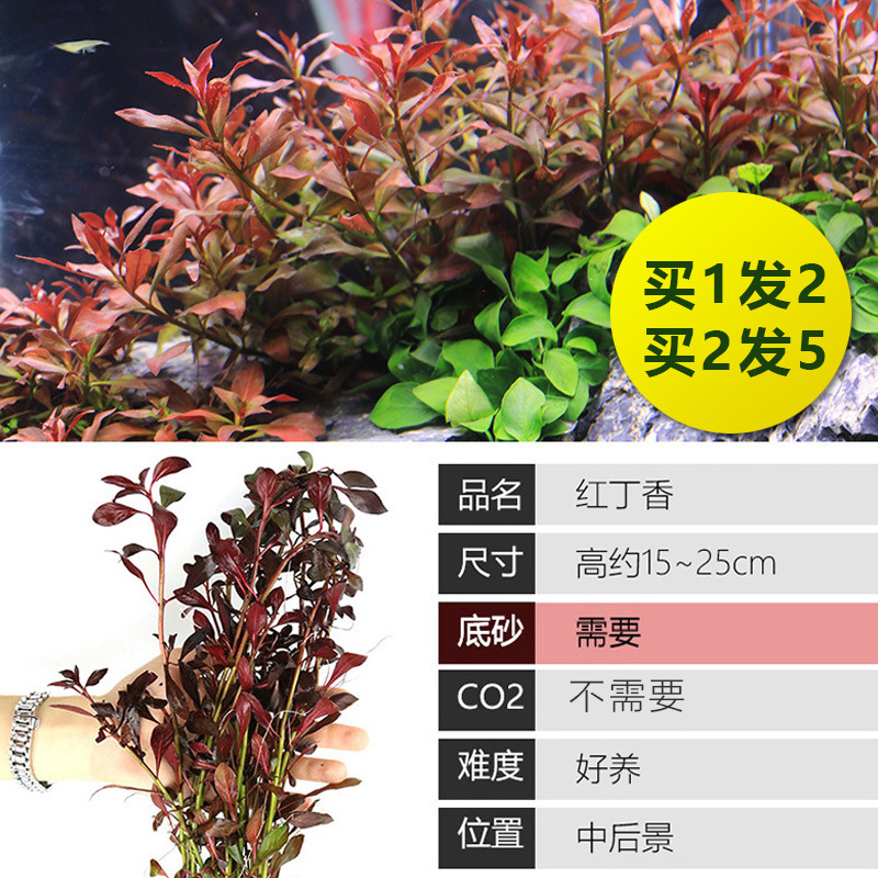 水槽造園パッケージ、水ヤシ、沈木、本物の水、淡水、無土壌植物、酸素化、低パール|undefined