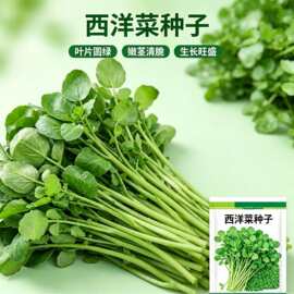 【西洋菜种子】四季种植水生非转营养蔬菜籽庭院阳台种西洋菜种子