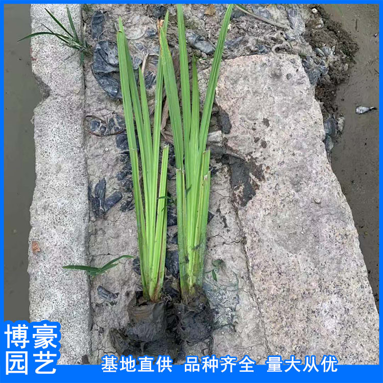 水菖蒲价格 水菖蒲批发 福建漳州产地批发 规格齐全 大量现货