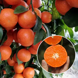 无籽沙糖桔树苗地栽南方北方种植橘子嫁接树苗柑桔庭院盆栽果树苗