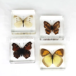 树脂工艺品;生物教学器材;标本