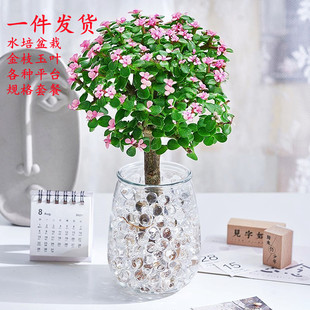 Hydroponic Golden Branches and Jade Leaves Indoor Green Plants Lazy Pot Hydroponic Plants and Flowers Office Fortune Living Room Flowers Clearance