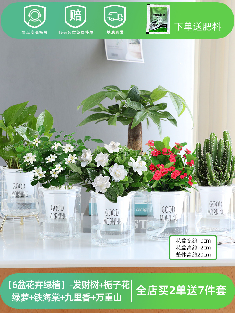 [화초 6개] 돈나무 + 치자나무 + 청무 + 철베고니아 + 구리향 + 완중산 (무료비료)