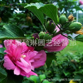 木槿种子红花木槿种子重瓣朱槿木棉喇叭花荆条树种子观赏植物种子