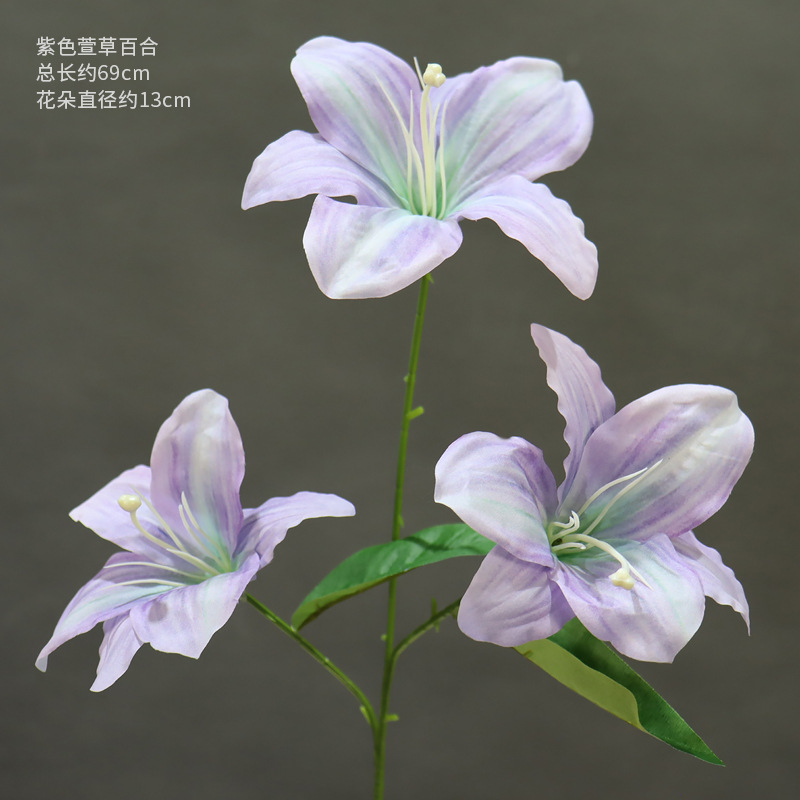 Lirio de hemerocallis púrpura