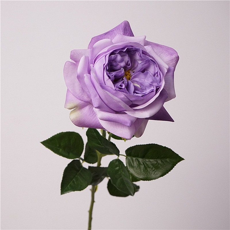 Moisturizing juliet-purple