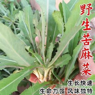 ����˷N�������˷N�ӿ���ӿ����������ļ����߲˷N��