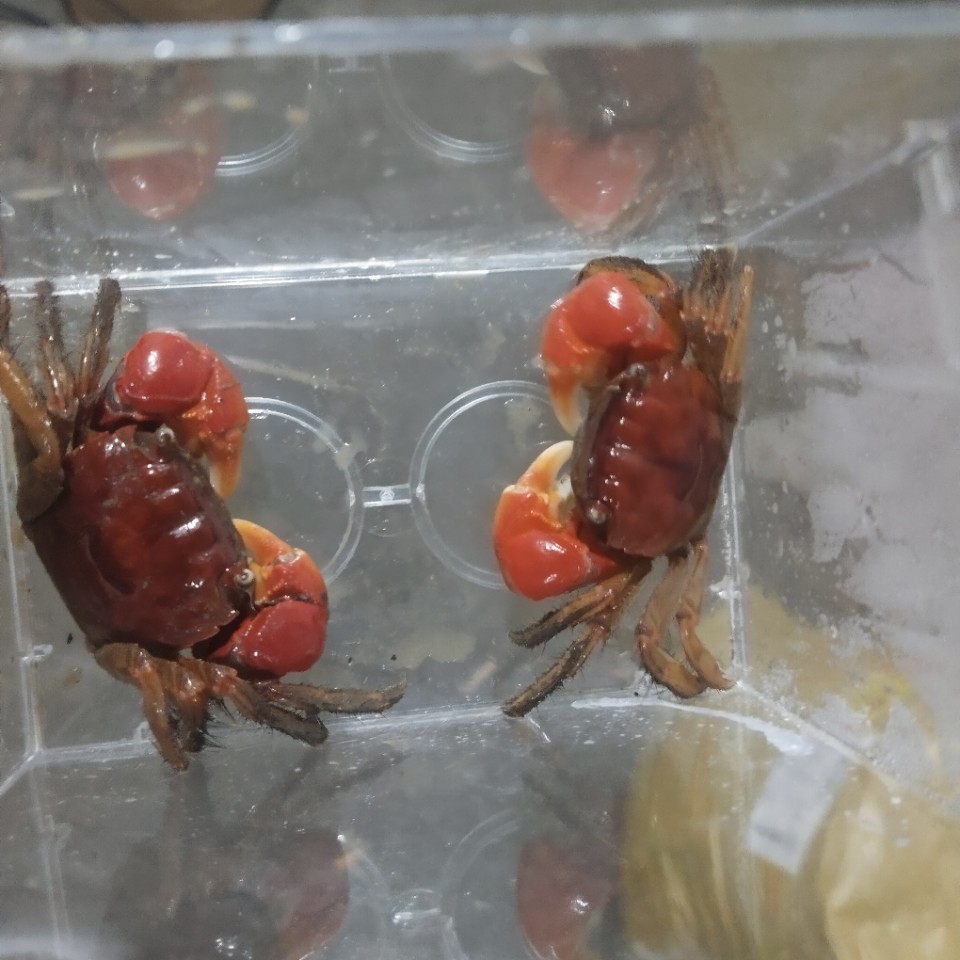 相手蟹宠物小螃蟹活体爬宠鱼缸观赏蟹原生淡水蟹摆摊批发相守蟹