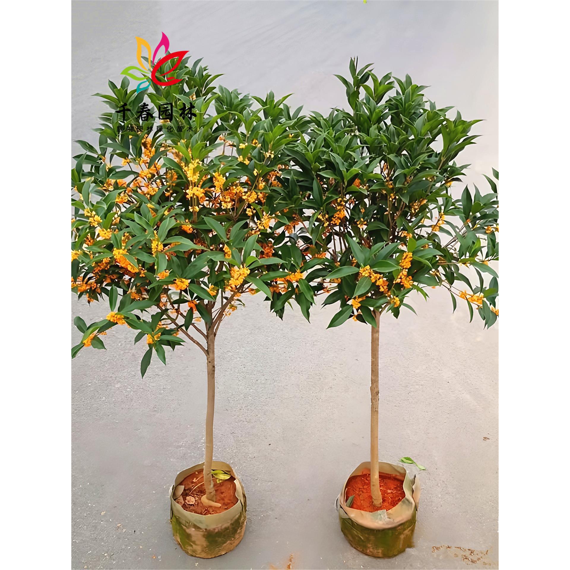 桂花树苗原生金桂丹桂庭院耐寒四季常青绿化风景大树浓香四季桂花