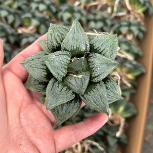 Palm-Shaped Straight-Haired Potted Succulent Plants, Longevity, Malili, Echeveria, Jade Cactus, Cactus Wholesale