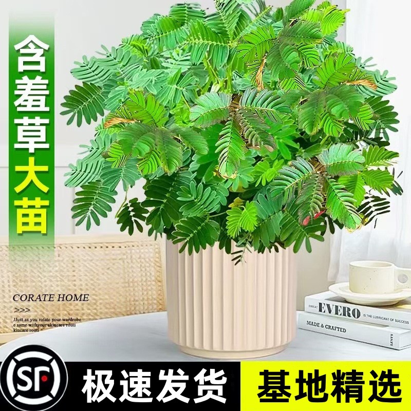 彩色含羞草盆栽办公室桌面摆放植物学校阳台趣味四季好养绿植花卉