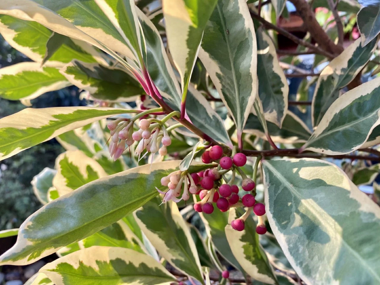 2108 Поставка пятнистых листьев парчи и листьев весной