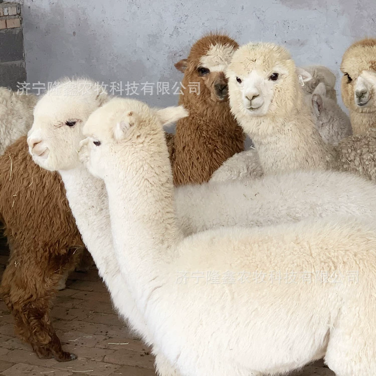 Домашние питомцы альпака