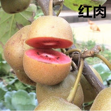 批發獼猴桃種子價格  獼猴桃種子銷售 當年采