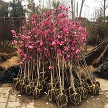 紫玉兰树苗玉兰花树带花苞庭院开花大树室外植物耐冻耐寒花卉盆栽