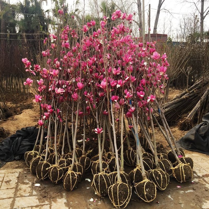 紫玉兰树苗玉兰花树带花苞庭院开花大树室外植物耐冻耐寒花卉盆栽