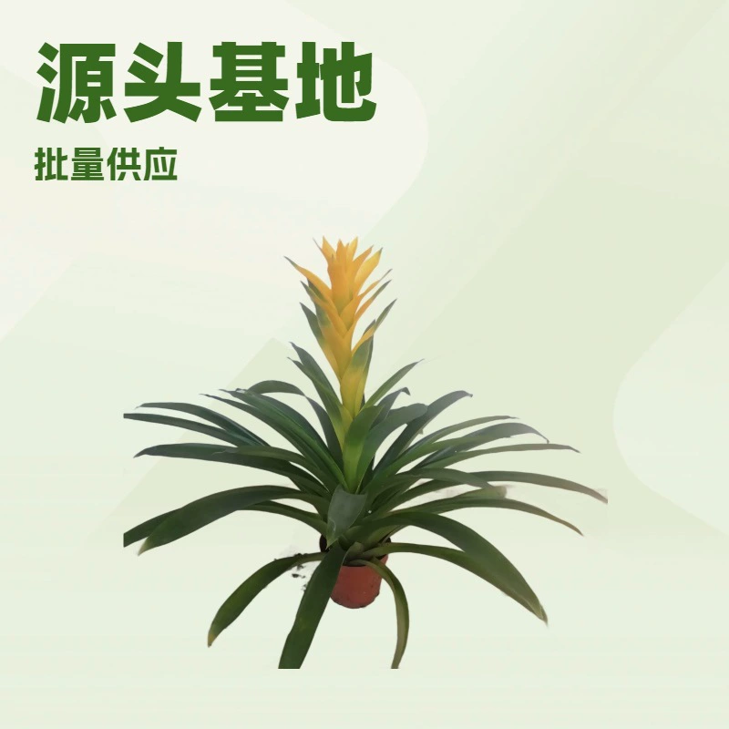 Источник Базовая партия поставок садовые цветы в горшках желтая звезда Офис Дом Крытый декоративный ананас оптом