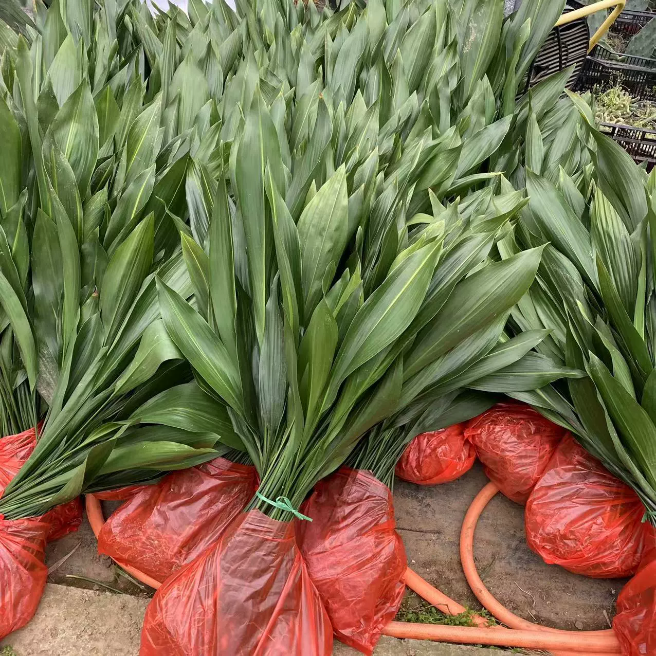 Однолистная Орхидея, однолистный зеленый Паук, держащий яйца, растения в горшках, несколько комнатных теневых растений, вечнозеленые всесезонные