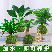 苔藓球微景观Diy创意盆栽小型植物茶台摆放水盆花卉成品家用好养