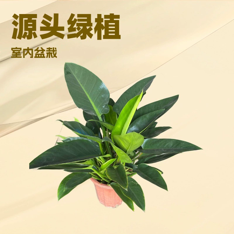 База прямых продаж офис дома листья зеленые посадки Таиланд золото бриллиант зеленый бархат садовые цветы готовые в горшках оптом