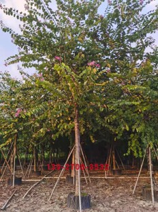 �t������� ���~��ľ ͥԺ�^�p�� �t�����G