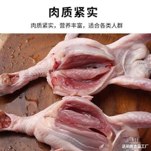 山东新鲜大鹌鹑鹌鹑肉现杀放血烧烤食材鹌鹑冻鲜大商用