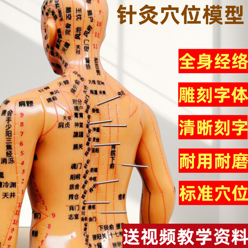 Acupuncture Point Human Body Model Chinese Medicine Meridian Small Copper Person Twelve Meridian Human Body Model Men and Women Whole Body Acupoint Person Acupuncture Point Human Body Model Chinese Medicine Meridian Small Copper Person Twelve Meridian Human Body Model Men and Women Whole Body Acupoint Person