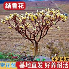 结香花苗金腰带打结花梦冬花庭院耐寒风景树盆栽浓香独杆结香树苗