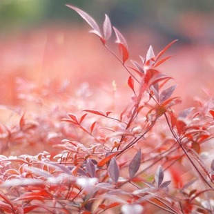 ���l�t����N�Ѽt�~������N�Ӽt���û���t��ɫ�G�hͥԺ�G���^�~