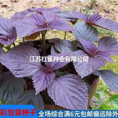 Семена периллы Frutescens Семена Перилла Frutescens балкон Горшечное растение легко расти Семена Специи Дажи семенной промышленности Перилла Frutescens семена