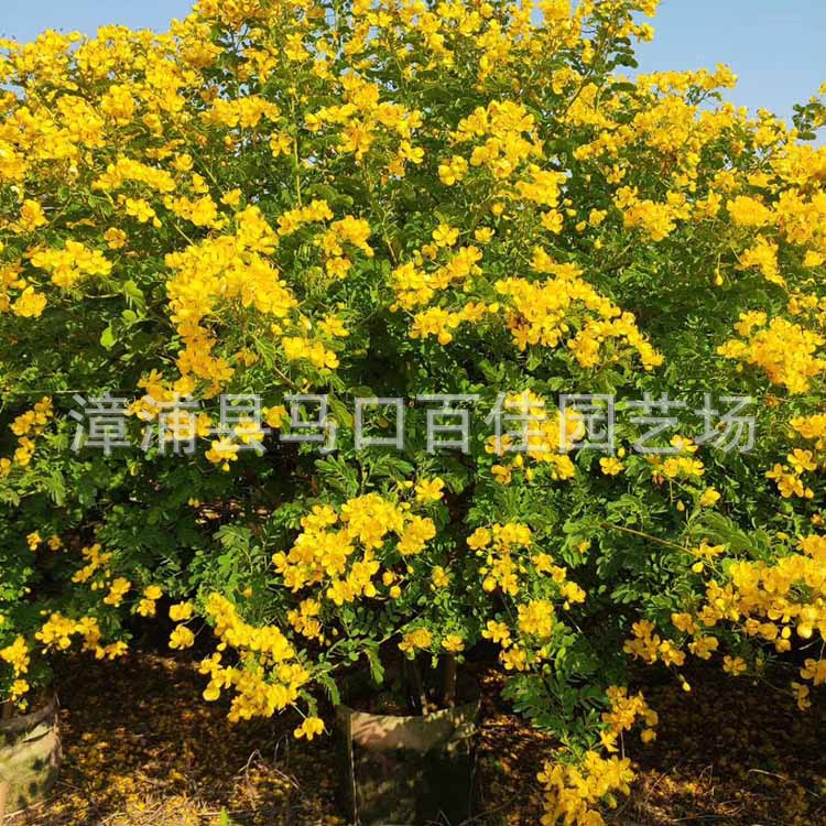 ˫�л��򣨸�120��130����120&a