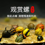 观赏螺除藻工具淡水苹果斑马杀手黄金黑金刚螺彩蛋清洁热带活体