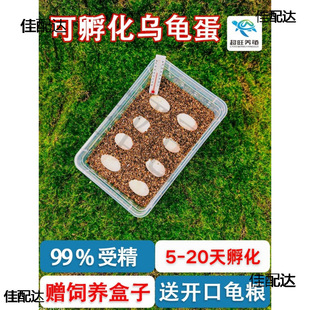 Turtle Eggs Can Hatch Turtle Eggs Set Pet Baby Live Animal Chinese Tortoise Eggs Turtle Eggs Fertilized Qimei Trading Company