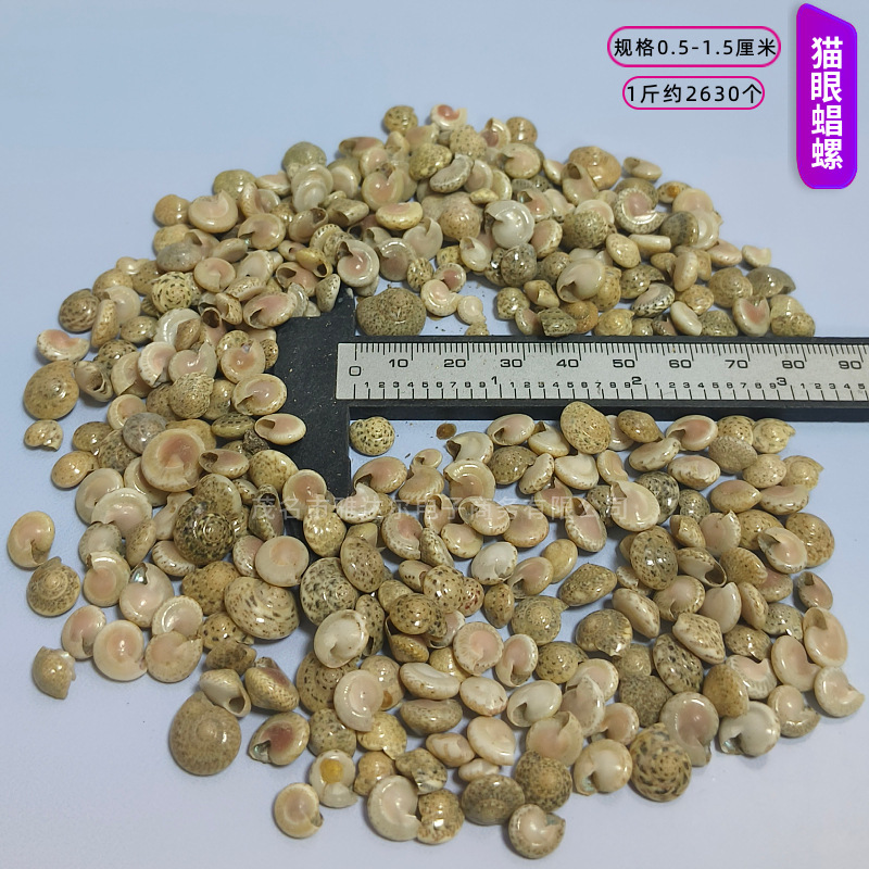 貝殻と法螺貝 1～2cmをポンド単位で販売、貝殻と砂を混ぜて手作りのDIYテーブルを製作、ドリフトボトルを製作|undefined