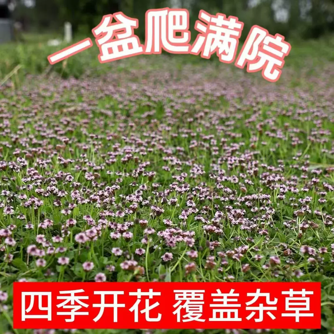 Подвесные саженцы травы Jiyan, цветочная окантовка для двора, садовое озеленение, ползучий газон, устойчивый к подступению и холоду, устойчивый к засухе, вьющиеся растения с длительным периодом цветения.