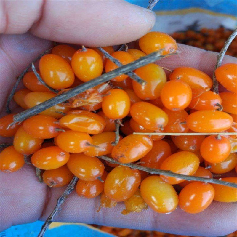 Облепиха Южная и Облепиха Северная Облепиха