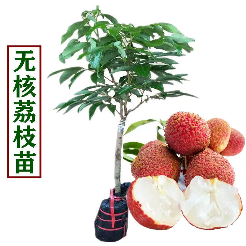 Саженцы личи без косточек Привитые рассады с почвой и листьями Feizixiao Guiwei Litchi Рассада в горшке в Гуанси Доставка