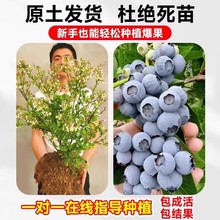 ش̖{ݮԴԎl؛ϱNֲ{ݮ箔Y