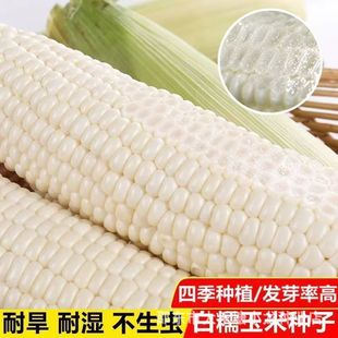 ����Ŵ���׷N�Ӹ߮a�ļ�����Ŵ���׷��D�����r�ҳ����Ŵ���׷N��